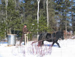 Dykedale Winston pulling maple sap sleigh