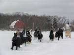 Horse Herd playing in the snow.