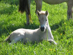 Fjord foal at rest.
