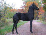 Friesian stud colt Coby.
