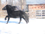 Dykedale Winston playing in the snow.