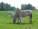 Fjord mare and foal.