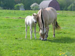 Fjord mare and foal.