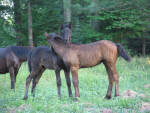 Dales Pony foals.