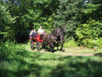 Macy and Lacy (Parbred Dales Ponies) pulling wagon.
