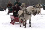Eitan at sleigh rally.