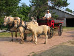 Team of Fjords pulling wagon.