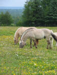 Grey Fjord Stallion Eitan and brown dunn mare