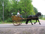Dales Stallion Dykedale Winston