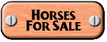 Horses For Sale