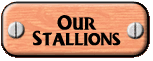 Our Stallions