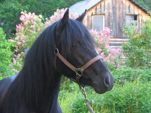 Click Photo to Go Back to Horses For Sale