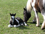 Percheron mare with Dales Pony crossbred foal.