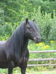 Dales Stallion Dykedale Winston