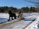 Raspotnik Bracken pulling maple sap sleigh.