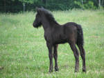 Dales Pony foal.