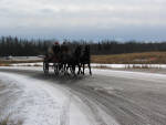 Macy and Lacy (Parbred Dales Ponies) pulling wagon to sleigh rally when not enough snow for sleighs.