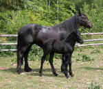Dales Pony Bella and Raven.