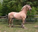 Brown Dunn Fjord Stallion Half Diamond Luton