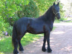 Dales Stallion Taz