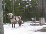 Grey Fjord Stallion Eitan - pulling maple sap sleigh
